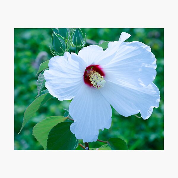 Item preview, White Hibiscus designed and sold by BigD.