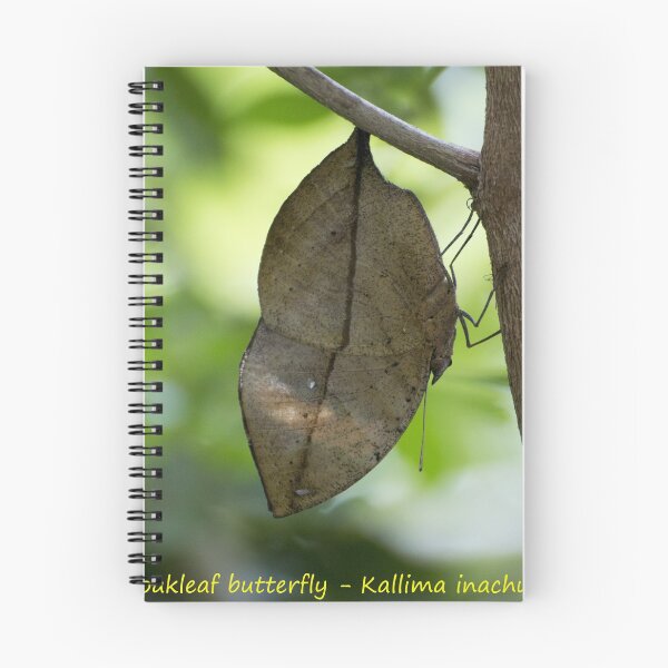 Item preview, Orange oakleaf butterfly - T designed and sold by pietrofoto.