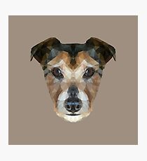 The Jack Russell Photographic Print