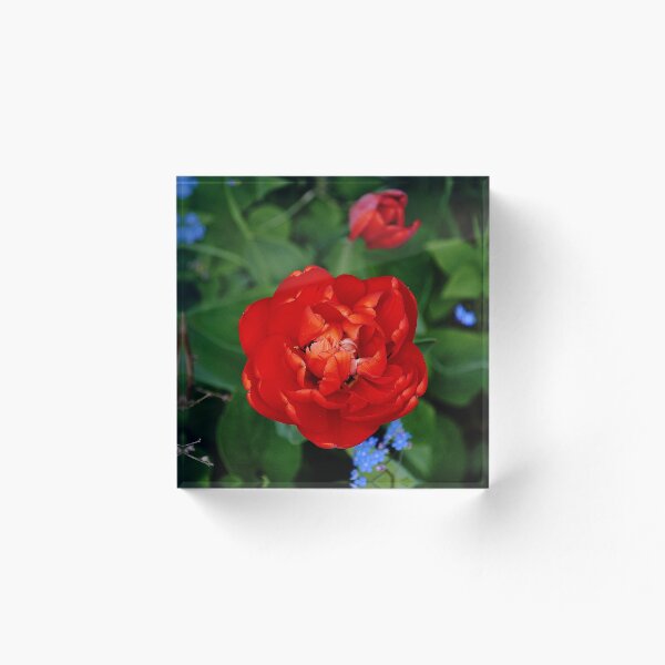 Aperçu de l'œuvre Rose créée et vendue par Nikopol.