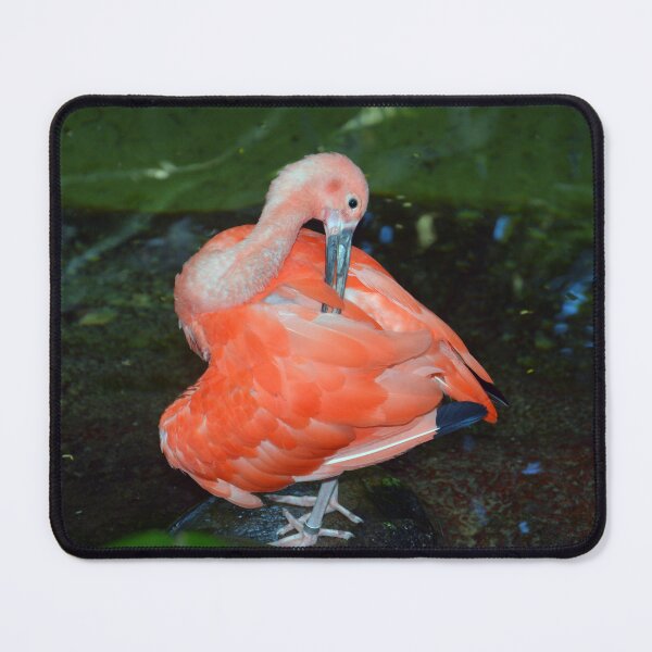 Item preview, Ibis  designed and sold by Savannah Gibbs.