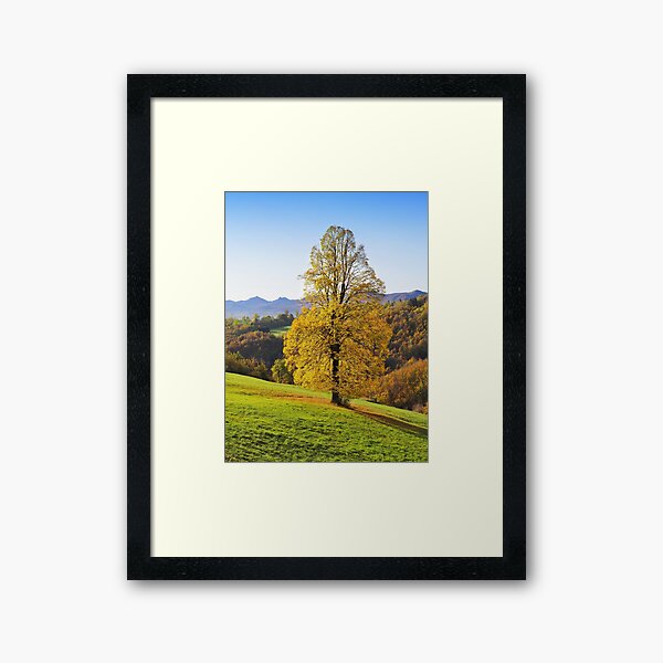 Yellow autumn three in italian countryside Framed Art Print