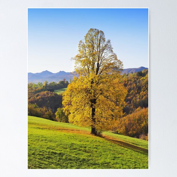 Yellow autumn three in italian countryside Poster
