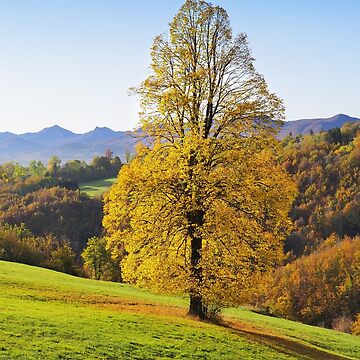 Artwork thumbnail, Yellow autumn three in italian countryside by Andrea Franchi