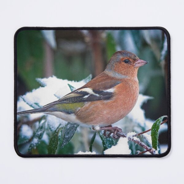 Item preview, Male Chaffinch Garden Bird designed and sold by Martyn R Arnold Fine Art Nature & Landscape Photography.