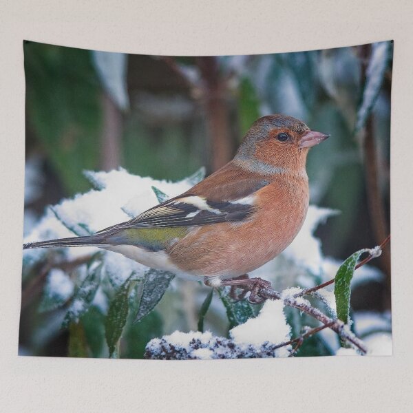 Item preview, Male Chaffinch Garden Bird designed and sold by Martyn R Arnold Fine Art Nature & Landscape Photography.