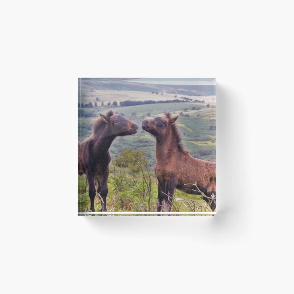 Item preview, Dartmoor pony foals designed and sold by Karen-Warren.
