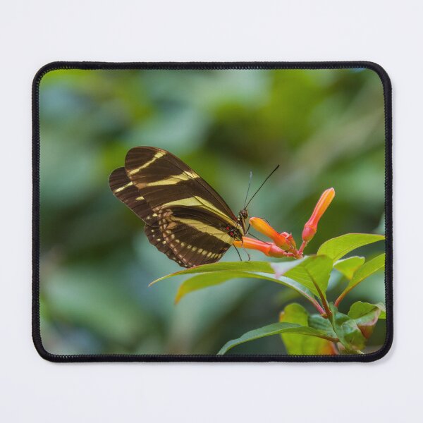 Item preview, Brown and Yellow Butterfly on Orange Flower designed and sold by SafariByMarisa.
