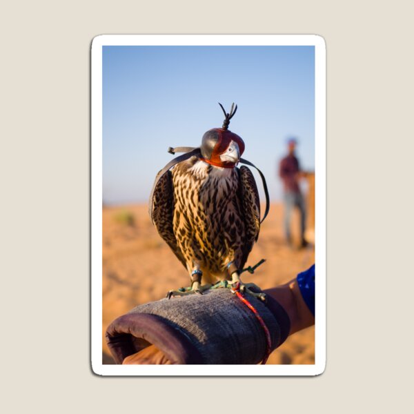 Peregrine Falcon Magnet