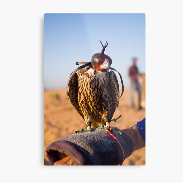 Peregrine Falcon Metal Print