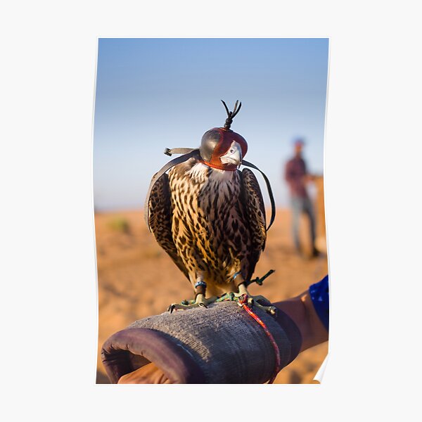 Peregrine Falcon Poster
