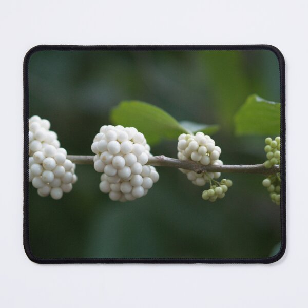 Item preview, Berries Ripening from Green to White designed and sold by Betty Mackey.