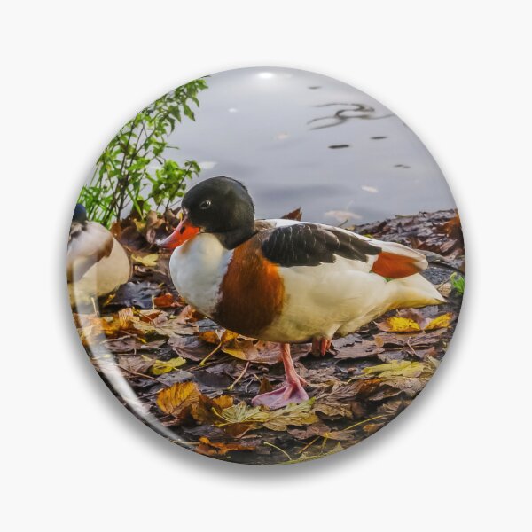 Item preview, Female Shelduck In Autumn designed and sold by Steve Purnell Photography.