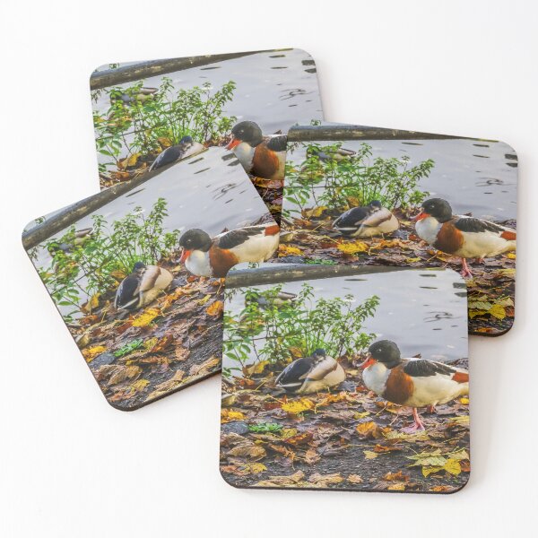 Item preview, Female Shelduck In Autumn designed and sold by Steve Purnell Photography.