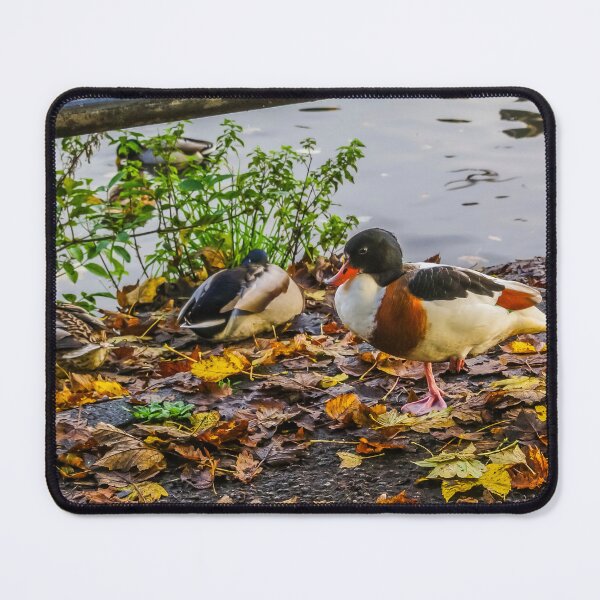 Item preview, Female Shelduck In Autumn designed and sold by Steve Purnell Photography.