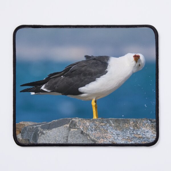 Item preview, Pacific Gull: Shaking My Head designed and sold by ThylacinePhotos.