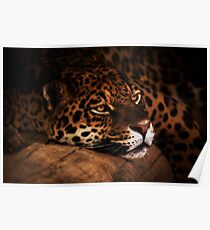 Panthera pardus Poster