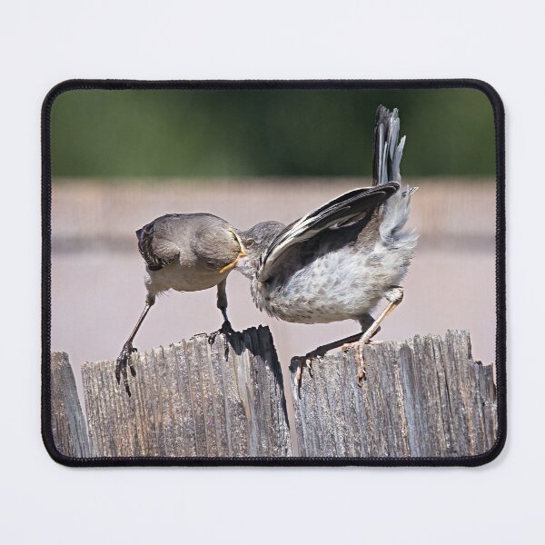 Item preview, Mama Mockingbird Feeding Her Fledgling (Down the Hatch) designed and sold by CarolM.