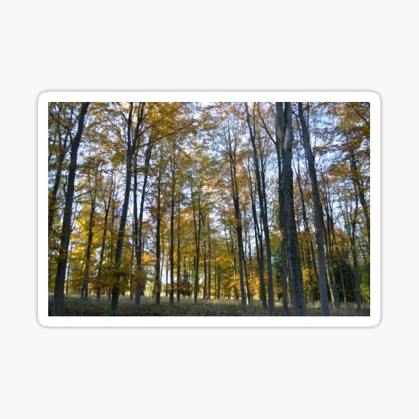 Beech Sticker