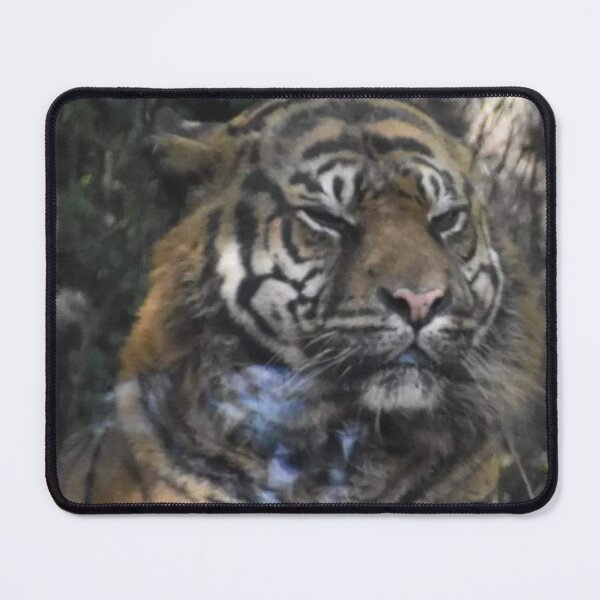 Item preview, Sumatran Tiger  designed and sold by Sharon the Zoo Lady Photography .