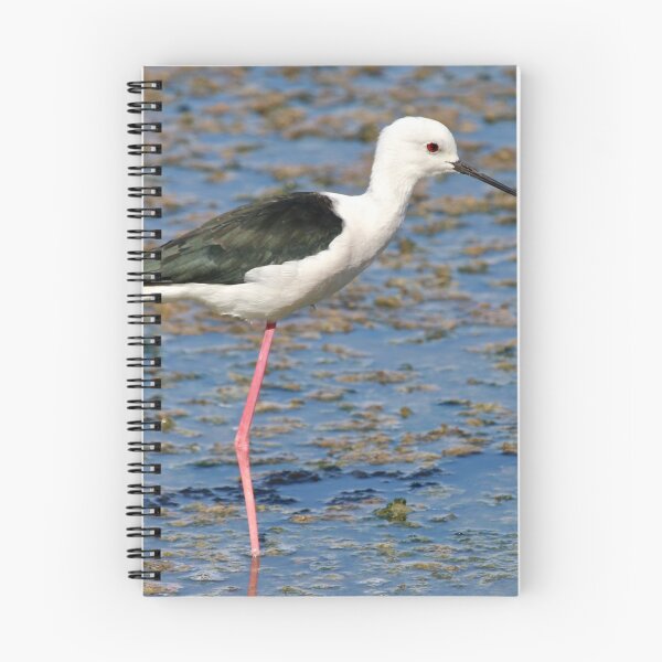 Item preview, Black-winged Stilt designed and sold by dilouise.