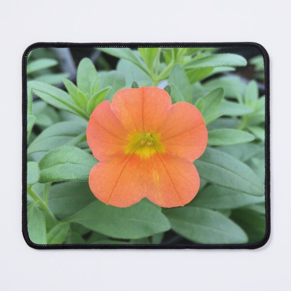 Item preview, Orange Calibrachoa (Million Bells) designed and sold by Luna-13.