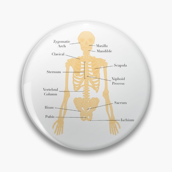 Item preview, Axial Skeleton  designed and sold by princesssomo21.