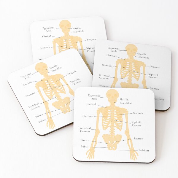 Item preview, Axial Skeleton  designed and sold by princesssomo21.