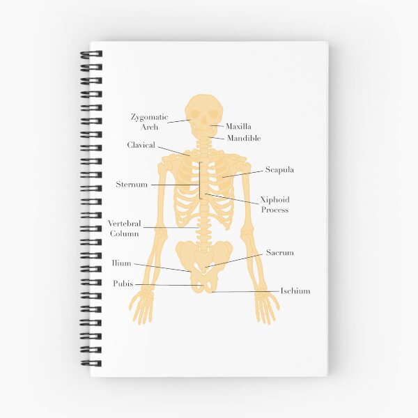 Item preview, Axial Skeleton  designed and sold by princesssomo21.