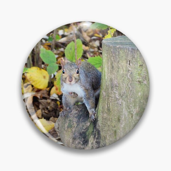 Item preview, Squirrel Staring At The Camera designed and sold by BackyardBirder.