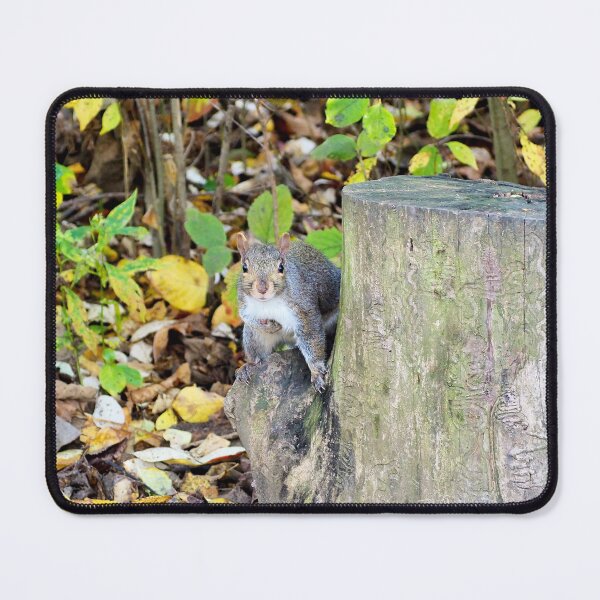 Item preview, Squirrel Staring At The Camera designed and sold by BackyardBirder.