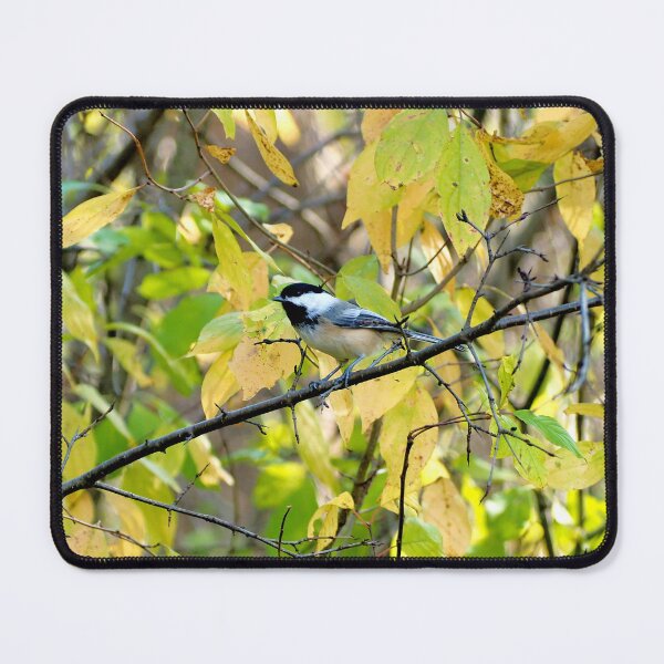 Item preview, Black-capped Chickadee Perched On a Tree Branch designed and sold by BackyardBirder.