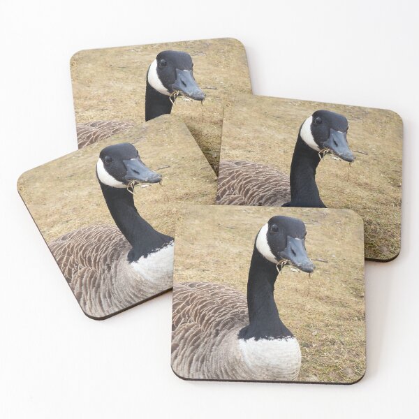 Item preview, Canada Goose With Sticks In Its Mouth - Wild Canada Goose Bird designed and sold by BackyardBirder.
