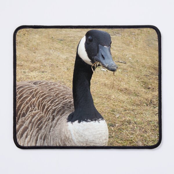 Item preview, Canada Goose With Sticks In Its Mouth - Wild Canada Goose Bird designed and sold by BackyardBirder.