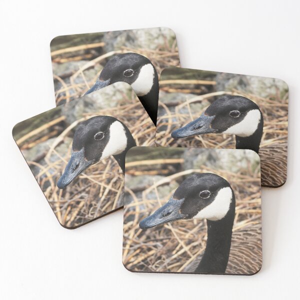 Item preview, Canada Goose Resting On Her Nest - Wild Canada Goose Bird designed and sold by BackyardBirder.