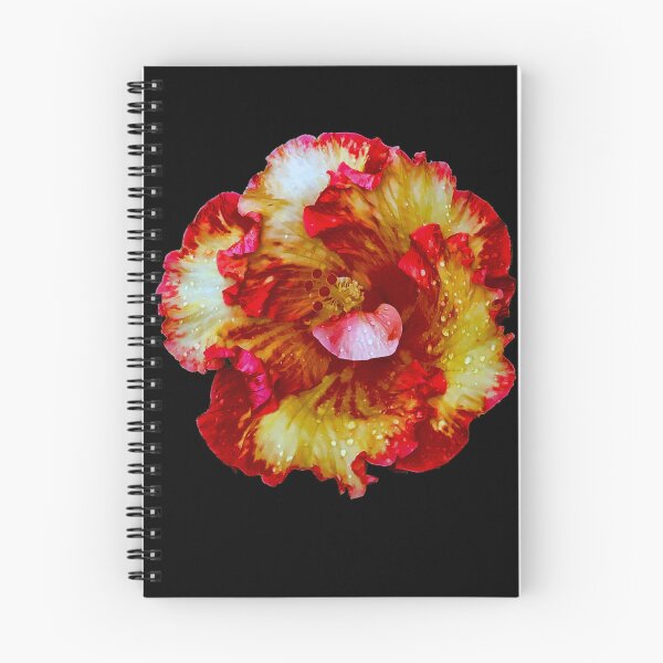 Artikelvorschau, Rot-Gelb mit weißer Blume auf Schwarz Fotografie, Natur, Blumenfotografie entworfen und verkauft von Gulnaz Turdalieva.