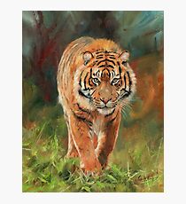 Amur Tiger Photographic Print