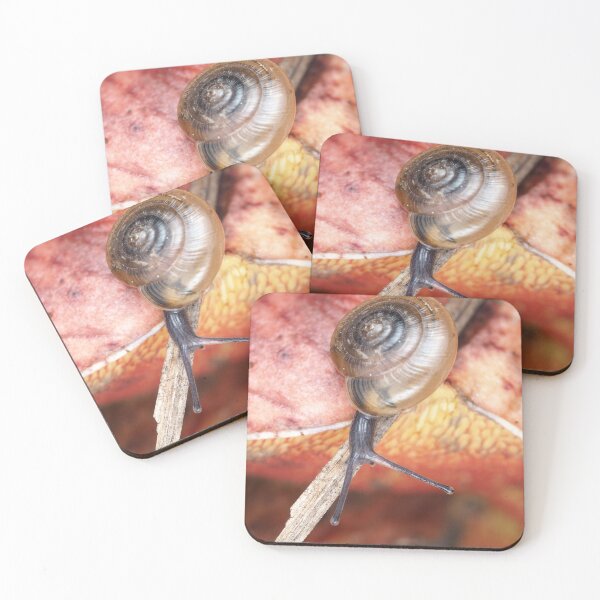 Item preview, Tiny snail, possibly Ventridens species designed and sold by SDym Photography.