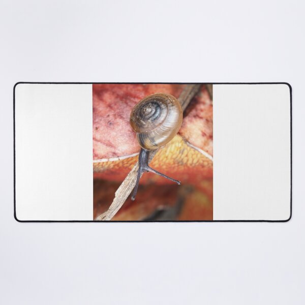 Item preview, Tiny snail, possibly Ventridens species designed and sold by SDym Photography.