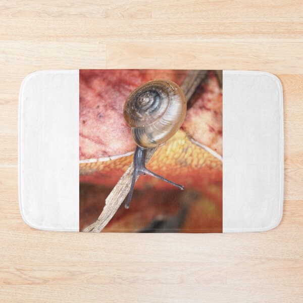 Item preview, Tiny snail, possibly Ventridens species designed and sold by SDym Photography.
