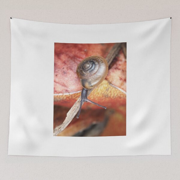 Item preview, Tiny snail, possibly Ventridens species designed and sold by SDym Photography.
