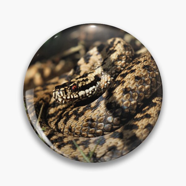 Item preview, Adder - Vipera berus designed and sold by Christian Moss.