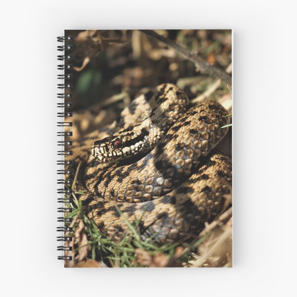 Item preview, Adder - Vipera berus designed and sold by Christian Moss.