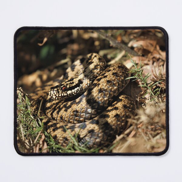 Item preview, Adder - Vipera berus designed and sold by Christian Moss.