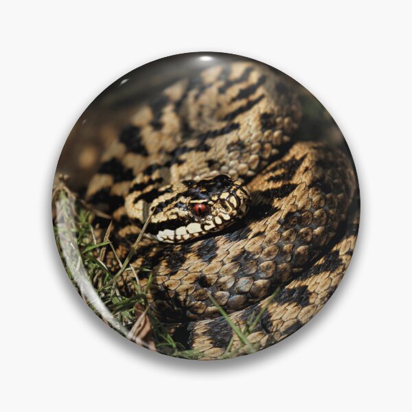 Item preview, Adder - Vipera berus designed and sold by Christian Moss.