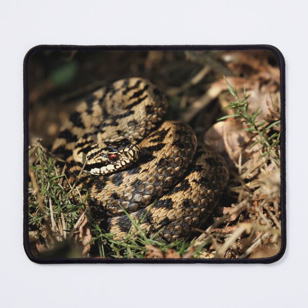 Item preview, Adder - Vipera berus designed and sold by Christian Moss.