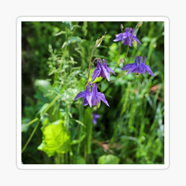 Item preview, Flowers on the side of the walkway, Arrowtown, Otago, NZ designed and sold by PhotoDesignNZ.