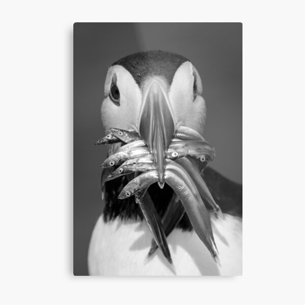 Black and White Puffin with Sandeels Metal Print