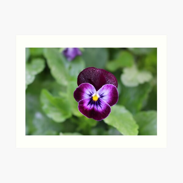 Purple Pansy Art Print