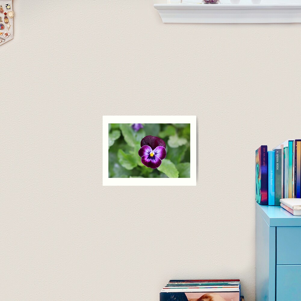 Purple Pansy Art Print